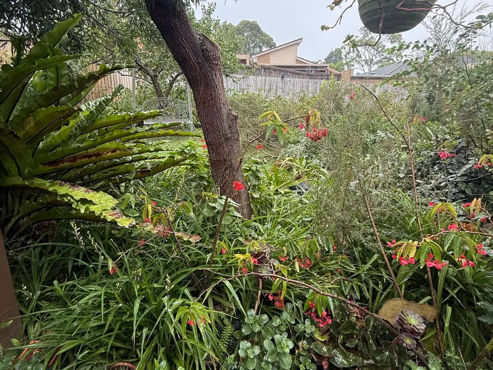 Established garden planting with ferns and flowering natives