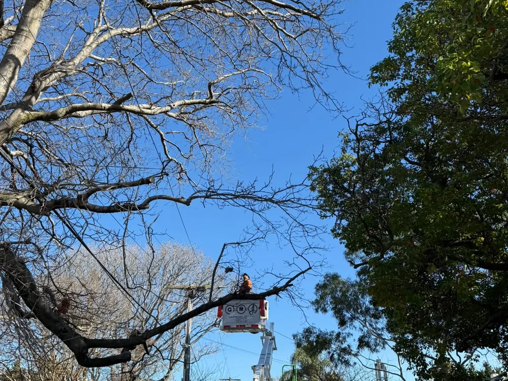 Arborist working from an elevated platform in a large bare canopy