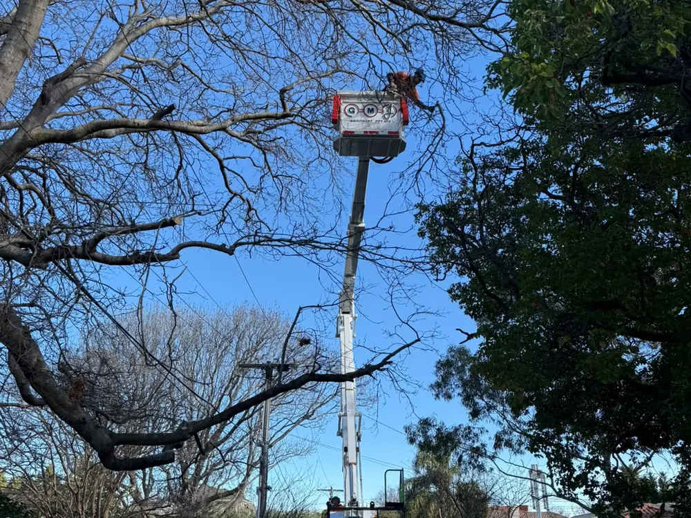 Elevated work platform extended into a large tree over a Melbourne street